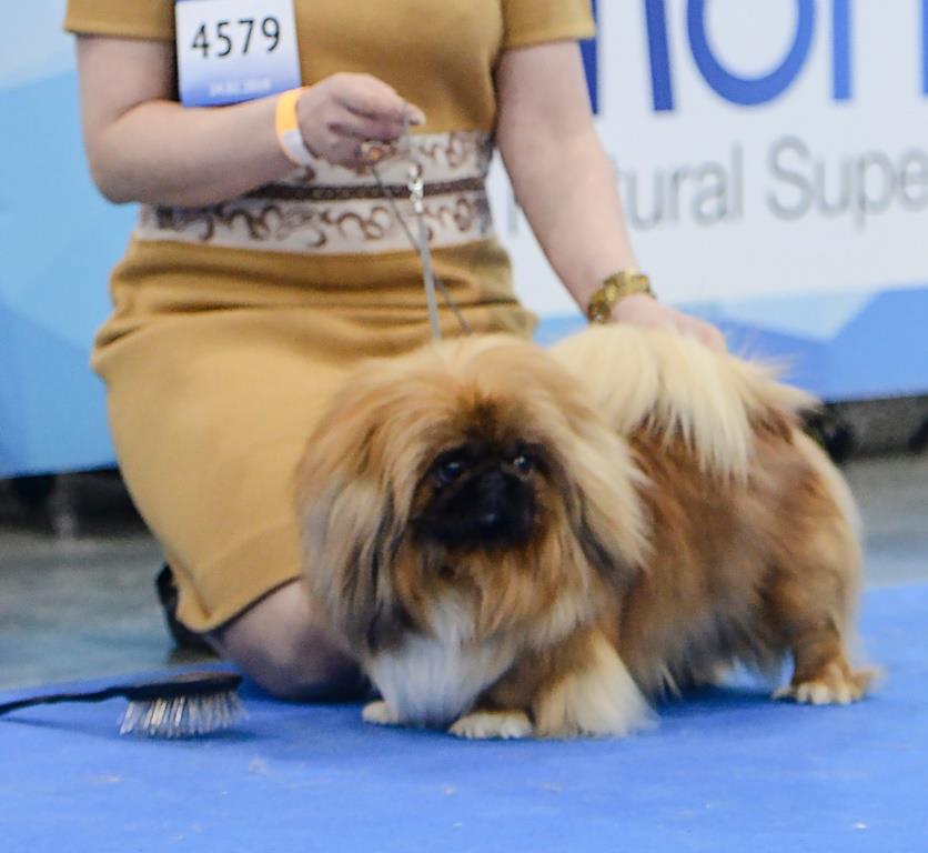 Пекинес